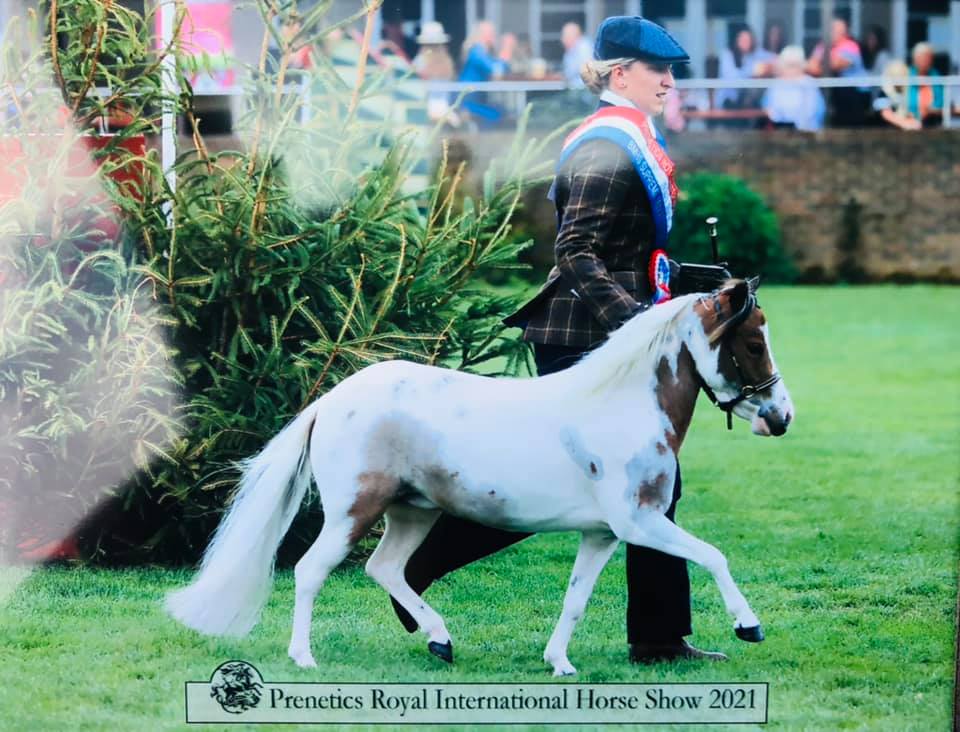 miniature bay pinto mare